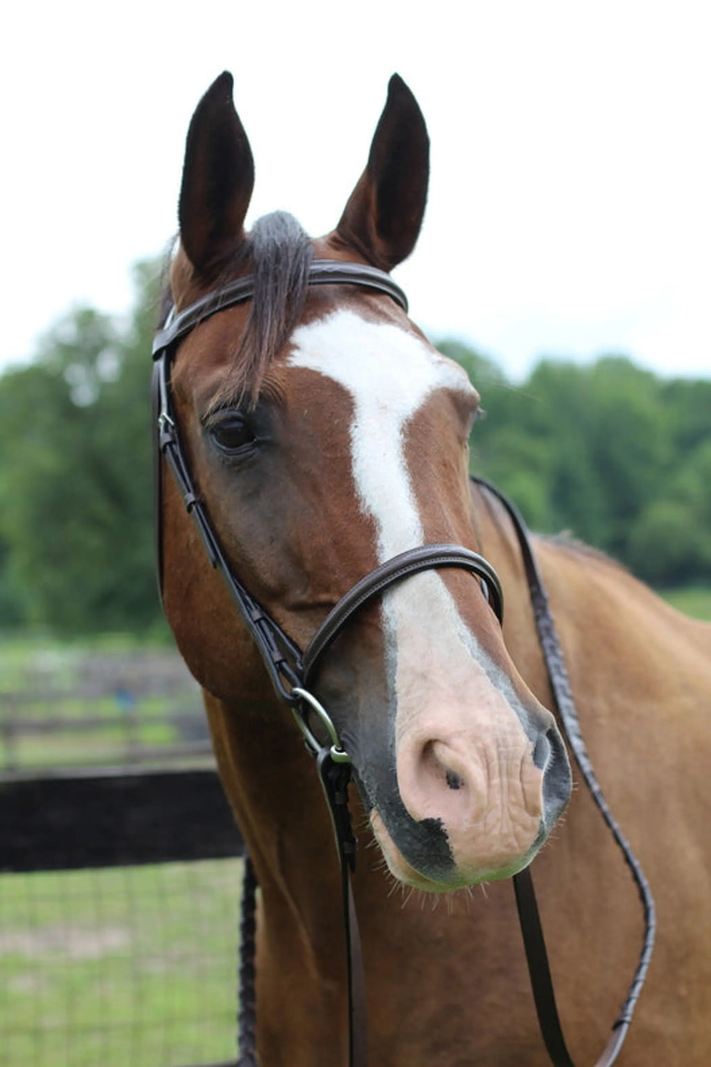 Henri de Rivel Pro Fancy Raised Bridle With Laced Reins